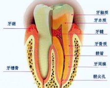 福州牙髓对牙齿有哪些帮助