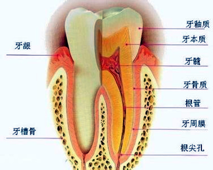 牙髓对牙齿有哪些帮助